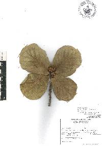 Quercus jonesii image