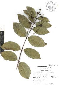 Bunchosia lindeniana image