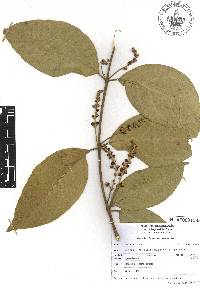 Bunchosia lindeniana image