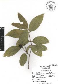 Bunchosia lindeniana image