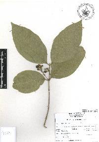 Bunchosia lindeniana image