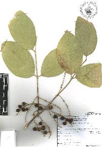 Bunchosia lindeniana image