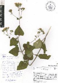 Stevia latifolia image