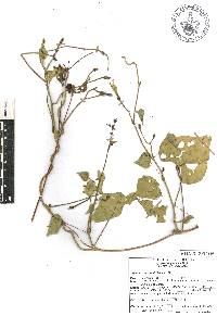 Ipomoea cardiophylla image