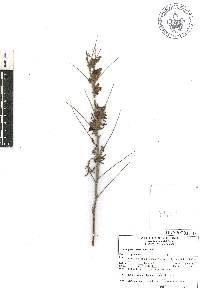 Indigofera suffruticosa image