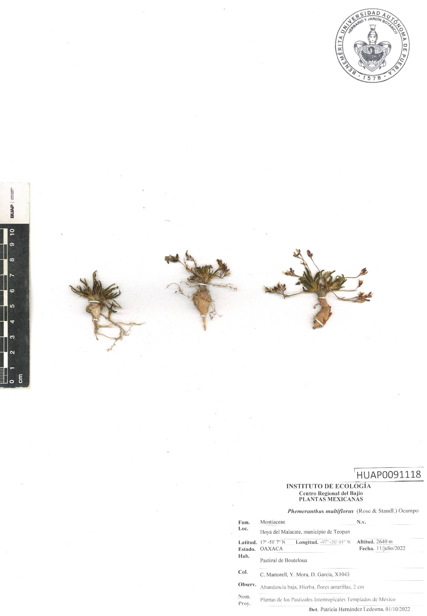 Phemeranthus multiflorus image