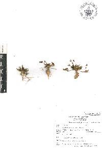 Phemeranthus multiflorus image