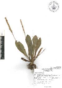 Plantago australis image