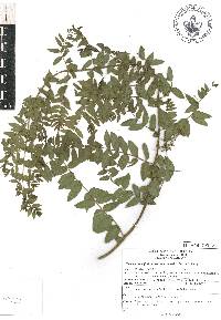 Coriaria ruscifolia image