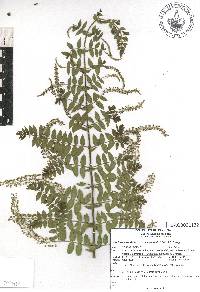 Coriaria ruscifolia image