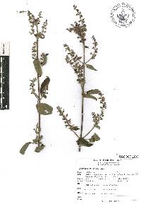 Cantinoa mutabilis image