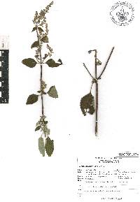 Cantinoa mutabilis image