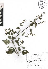 Cantinoa mutabilis image