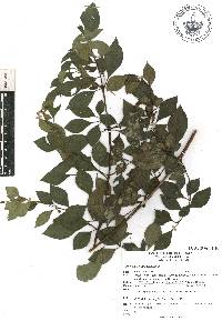 Fuchsia cylindracea image