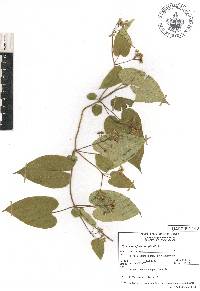 Cynanchum foetidum image