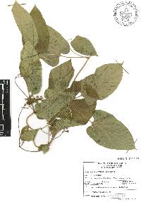 Cynanchum foetidum image