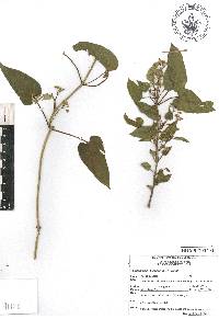 Cynanchum foetidum image