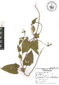 Cynanchum foetidum image
