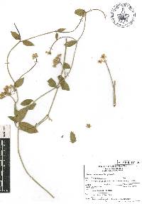 Funastrum clausum image