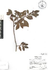 Gentlea penduliflora image