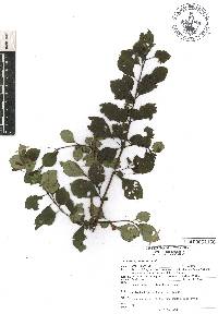 Fuchsia cylindracea image