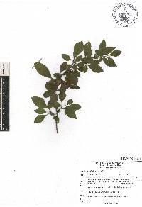 Fuchsia cylindracea image