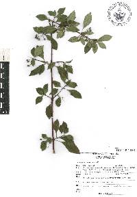 Fuchsia cylindracea image