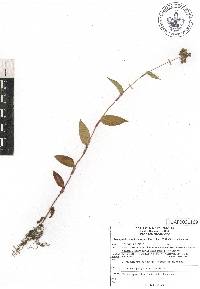 Tripogandra amplexicaulis image