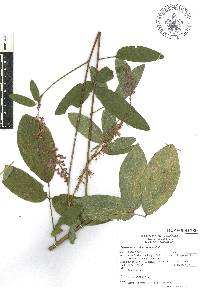 Desmodium strobilaceum image