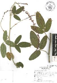 Desmodium sericophyllum image