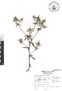 Eryngium beecheyanum image