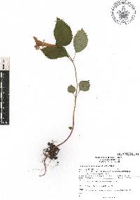 Achimenes antirrhina image