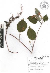 Achimenes antirrhina image