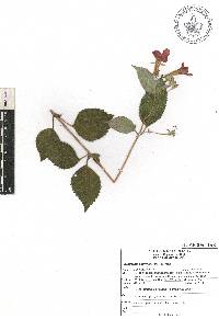 Achimenes antirrhina image