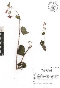 Begonia gracilis image