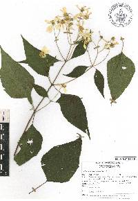 Montanoa frutescens image