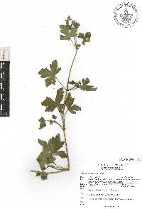 Geranium seemannii image