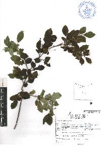 Fuchsia cylindracea image