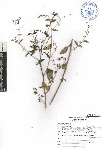 Lopezia racemosa image