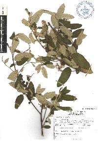 Ceanothus caeruleus image