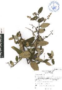 Ceanothus caeruleus image