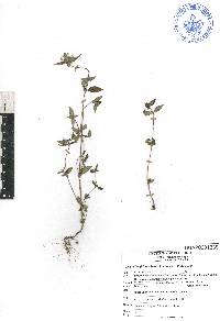 Crusea longiflora image