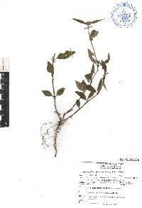 Crusea longiflora image