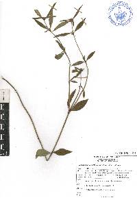 Crusea longiflora image