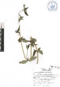 Crusea longiflora image