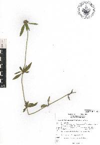 Crusea longiflora image