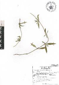 Crusea longiflora image