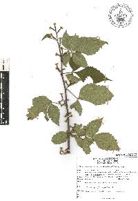 Rhus schmidelioides image