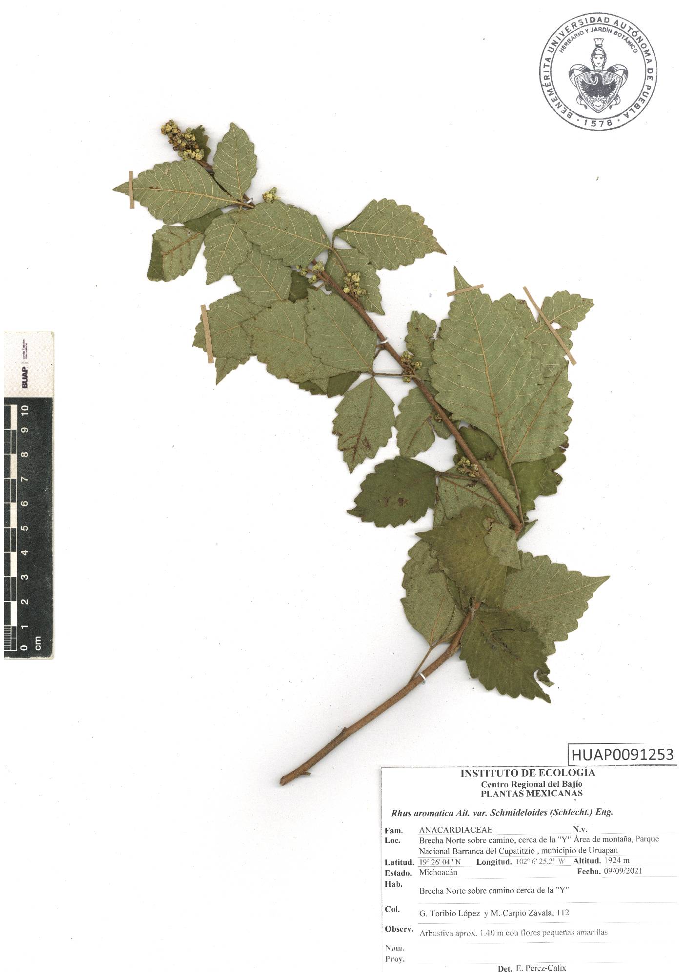 Rhus schmidelioides image