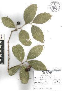 Bunchosia lindeniana image